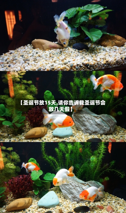 【圣诞节放15天,请你告诉我圣诞节会放几天假】