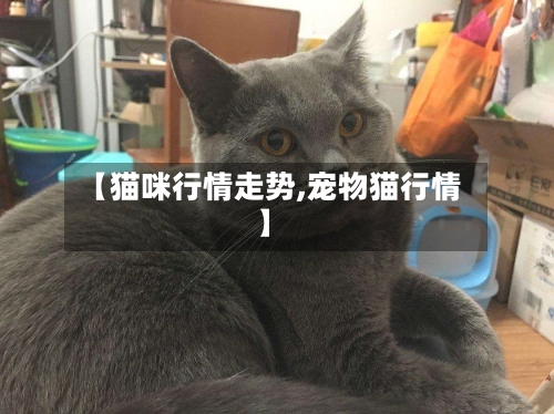 【猫咪行情走势,宠物猫行情】