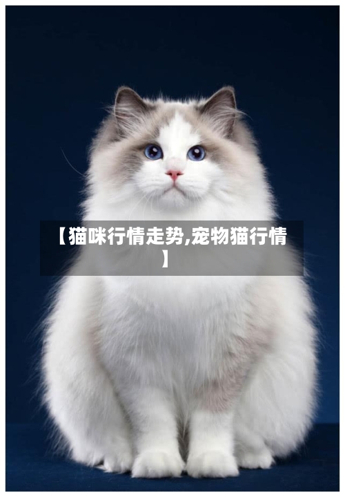 【猫咪行情走势,宠物猫行情】