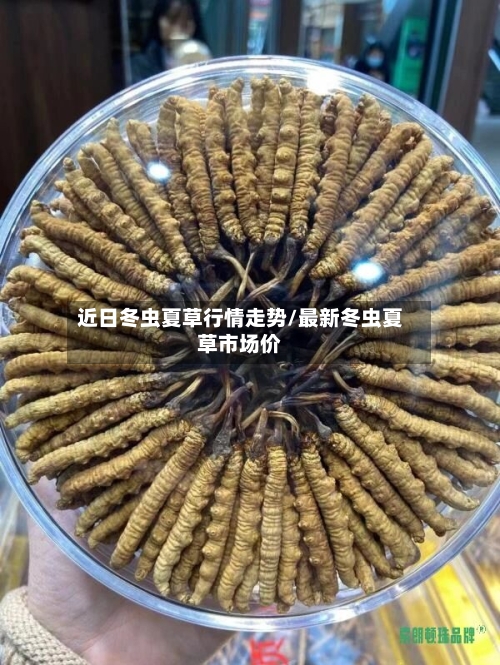 近日冬虫夏草行情走势/最新冬虫夏草市场价