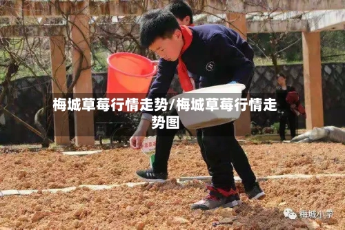 梅城草莓行情走势/梅城草莓行情走势图