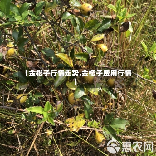 【金樱子行情走势,金樱子费用行情】
