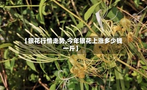 【银花行情走势,今年银花上涨多少钱一斤】