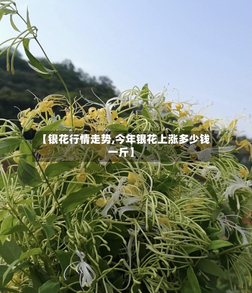 【银花行情走势,今年银花上涨多少钱一斤】