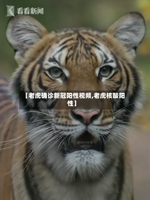【老虎确诊新冠阳性视频,老虎核酸阳性】