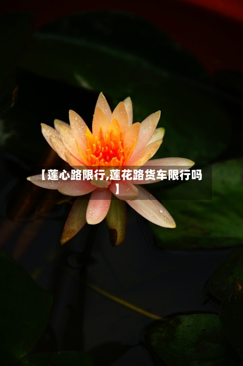 【莲心路限行,莲花路货车限行吗】
