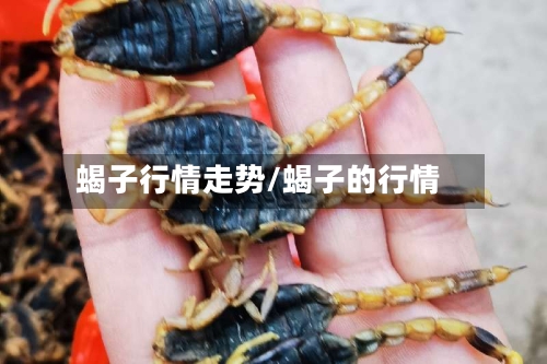 蝎子行情走势/蝎子的行情
