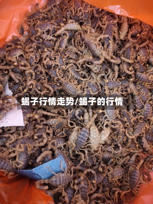 蝎子行情走势/蝎子的行情