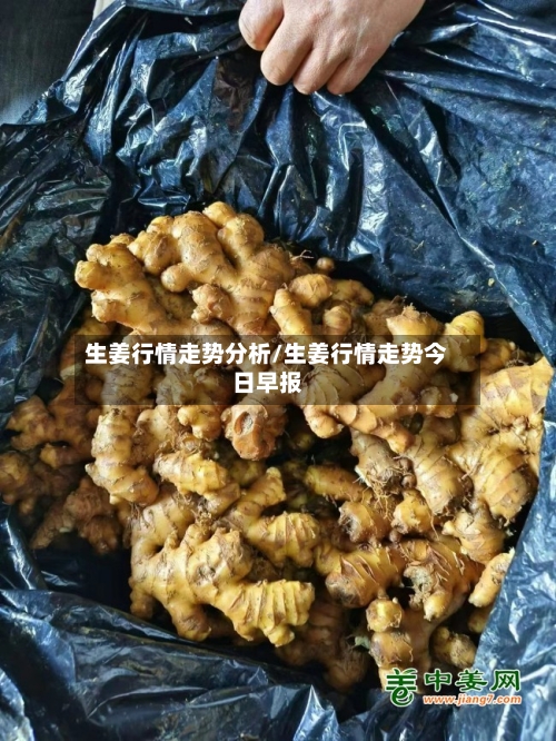 生姜行情走势分析/生姜行情走势今日早报