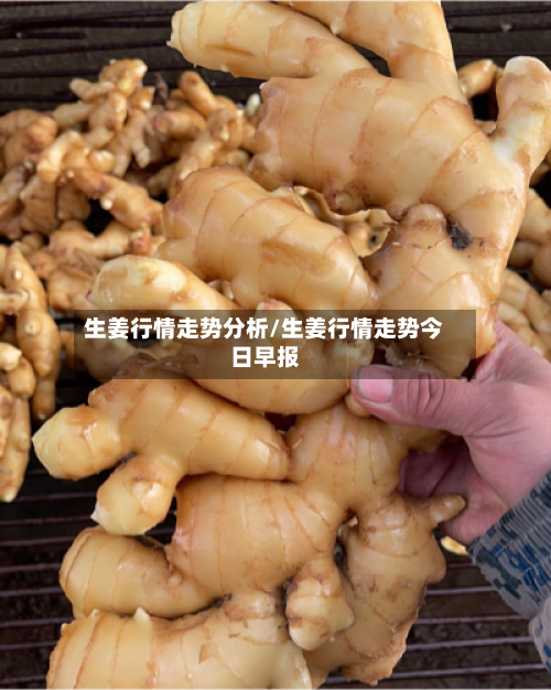 生姜行情走势分析/生姜行情走势今日早报
