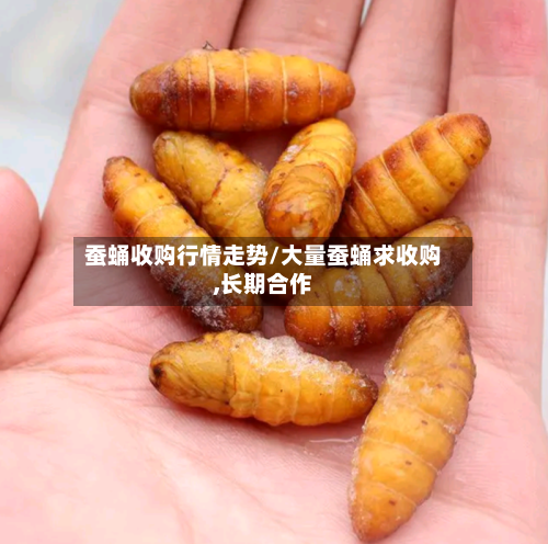 蚕蛹收购行情走势/大量蚕蛹求收购,长期合作