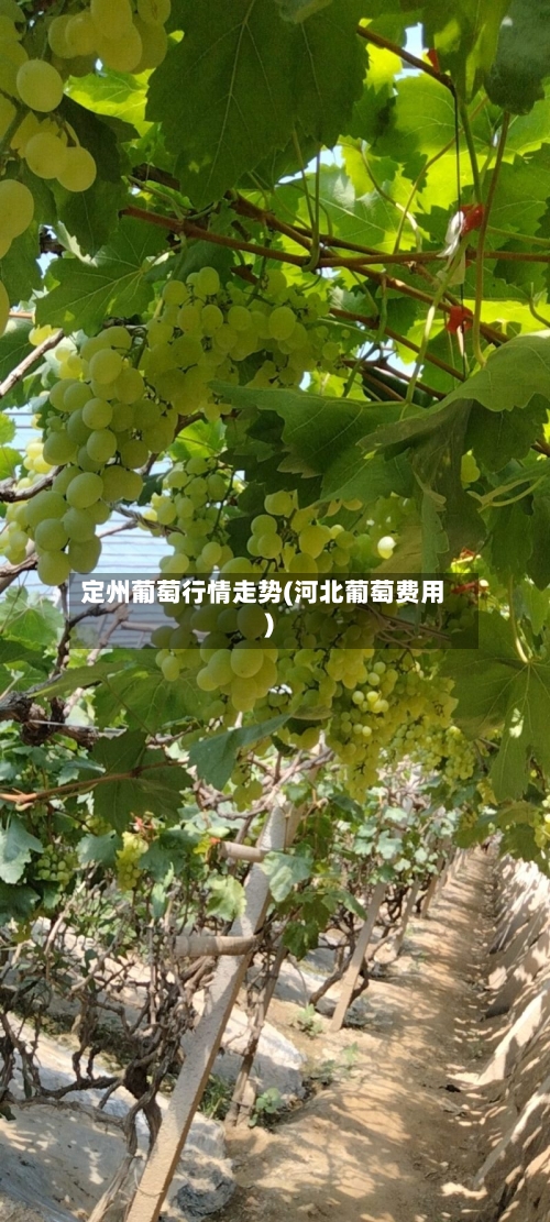 定州葡萄行情走势(河北葡萄费用)