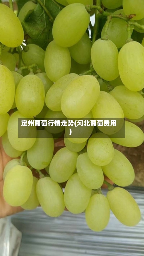 定州葡萄行情走势(河北葡萄费用)
