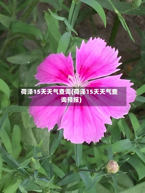 荷泽15天天气查询(荷泽15天天气查询预报)