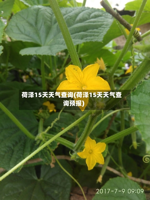 荷泽15天天气查询(荷泽15天天气查询预报)