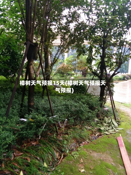 樟树天气预报15天(樟树天气预报天气预报)