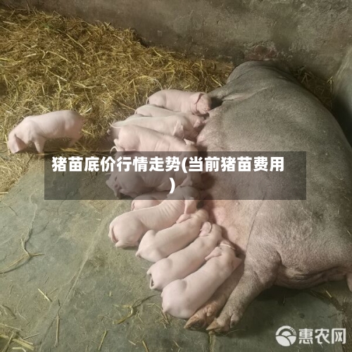 猪苗底价行情走势(当前猪苗费用)