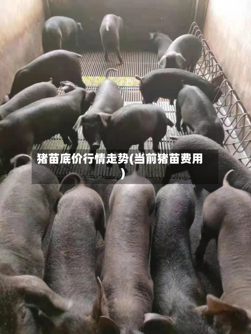 猪苗底价行情走势(当前猪苗费用)