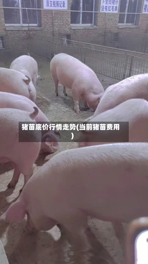 猪苗底价行情走势(当前猪苗费用)