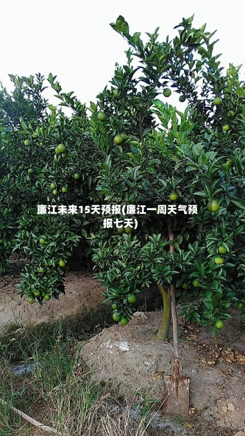 廉江未来15天预报(廉江一周天气预报七天)