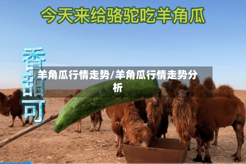 羊角瓜行情走势/羊角瓜行情走势分析
