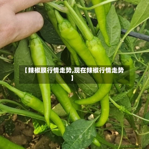 【辣椒膜行情走势,现在辣椒行情走势】