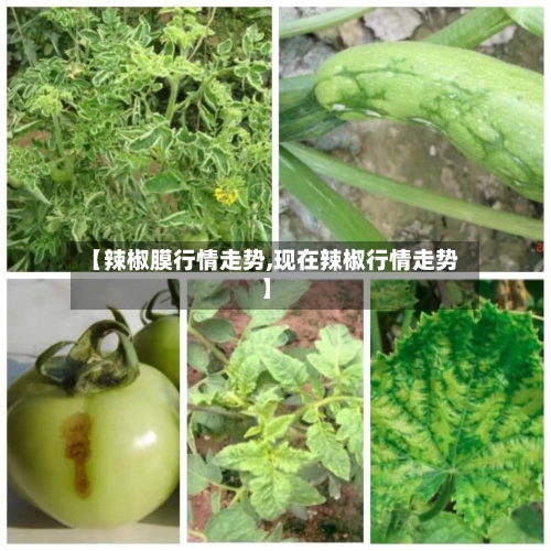 【辣椒膜行情走势,现在辣椒行情走势】