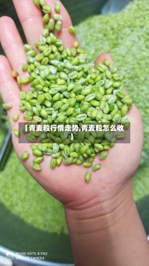 【青麦粒行情走势,青麦粒怎么收】