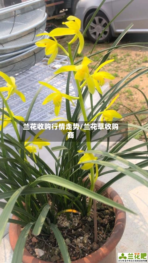 兰花收购行情走势/兰花草收购商
