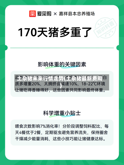 土杂猪未来行情走势(土杂猪最新费用)