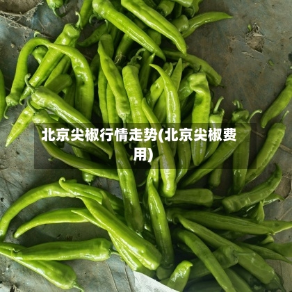 北京尖椒行情走势(北京尖椒费用)