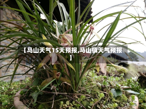 【马山天气15天预报,马山镇天气预报】