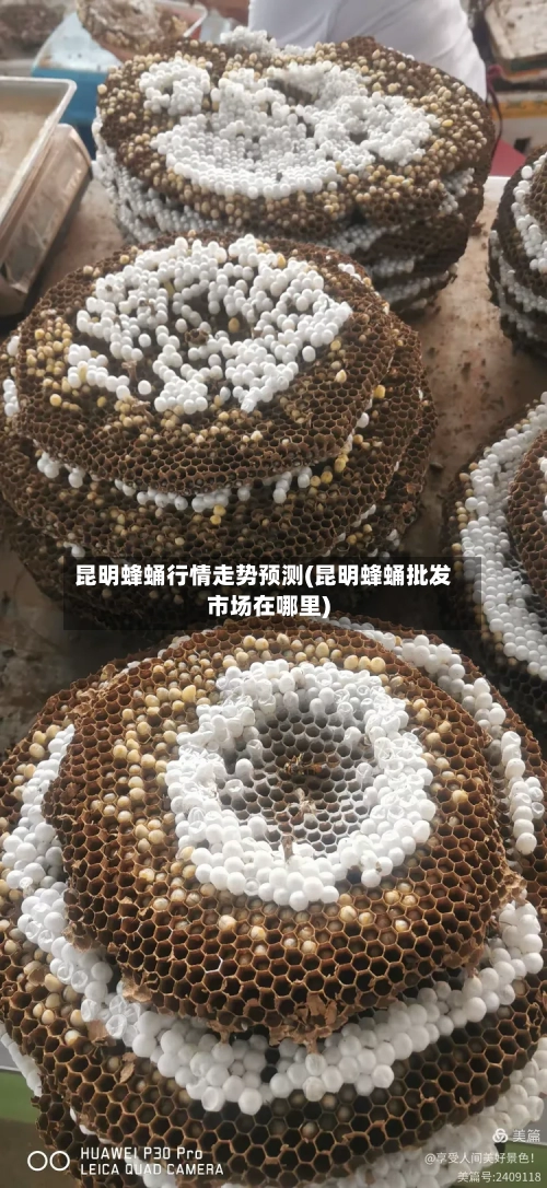昆明蜂蛹行情走势预测(昆明蜂蛹批发市场在哪里)