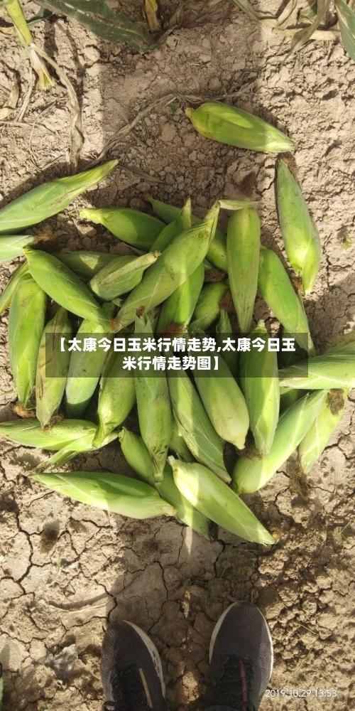 【太康今日玉米行情走势,太康今日玉米行情走势图】