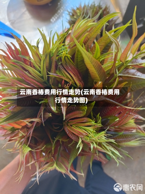 云南香椿费用行情走势(云南香椿费用行情走势图)
