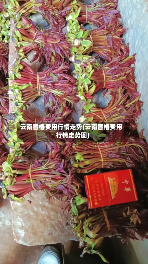 云南香椿费用行情走势(云南香椿费用行情走势图)