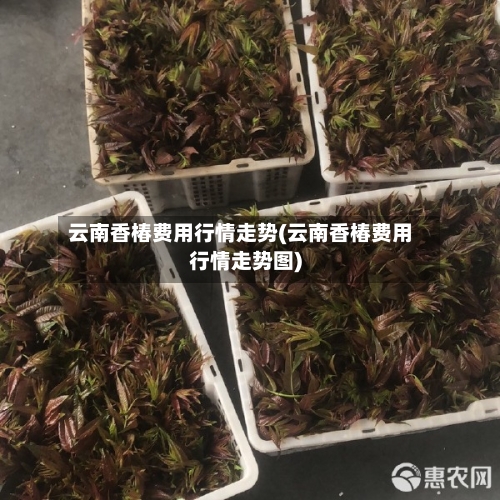 云南香椿费用行情走势(云南香椿费用行情走势图)
