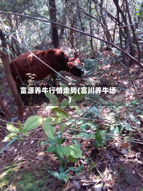 富源养牛行情走势(富川养牛场)