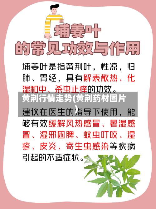 黄荆行情走势(黄荆药材图片)