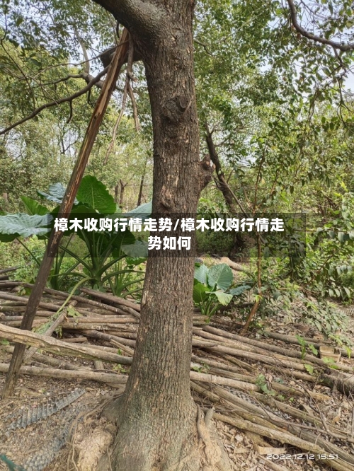 樟木收购行情走势/樟木收购行情走势如何