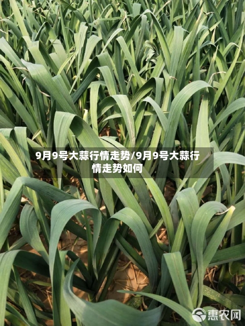 9月9号大蒜行情走势/9月9号大蒜行情走势如何