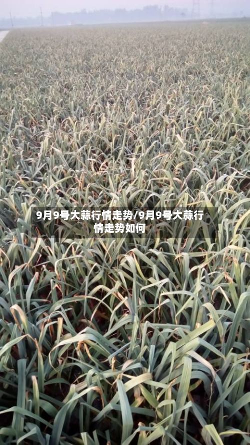9月9号大蒜行情走势/9月9号大蒜行情走势如何