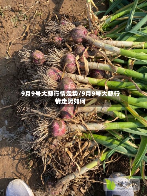 9月9号大蒜行情走势/9月9号大蒜行情走势如何