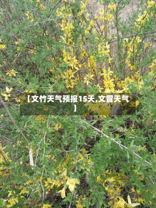 【文竹天气预报15天,文冒天气】