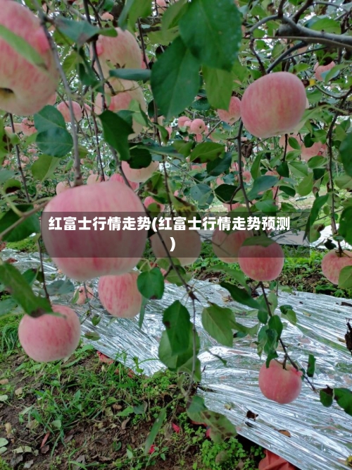 红富士行情走势(红富士行情走势预测)