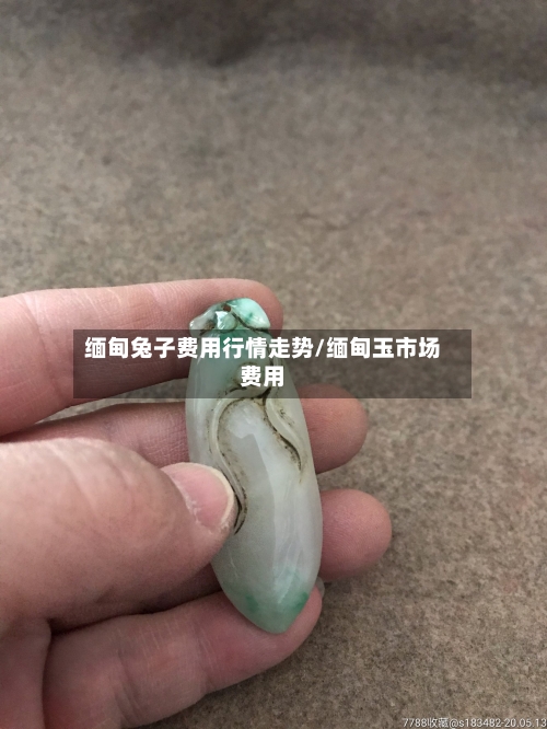 缅甸兔子费用行情走势/缅甸玉市场费用