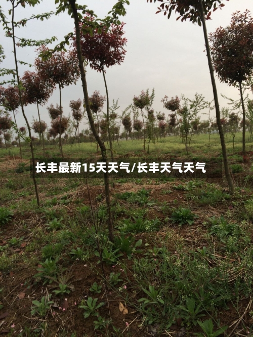 长丰最新15天天气/长丰天气天气
