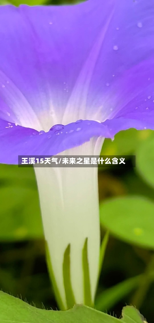王溪15天气/未来之星是什么含义