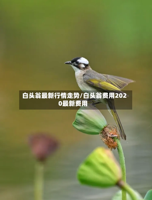 白头翁最新行情走势/白头翁费用2020最新费用