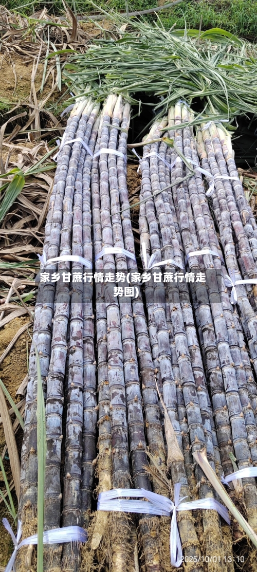 家乡甘蔗行情走势(家乡甘蔗行情走势图)